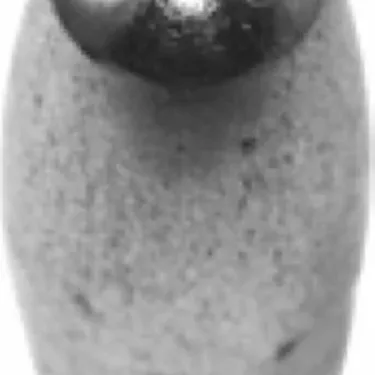 Elektra 00448014 Tip for Steam Valve Assembly - 4 hole - Elektra Commercial models